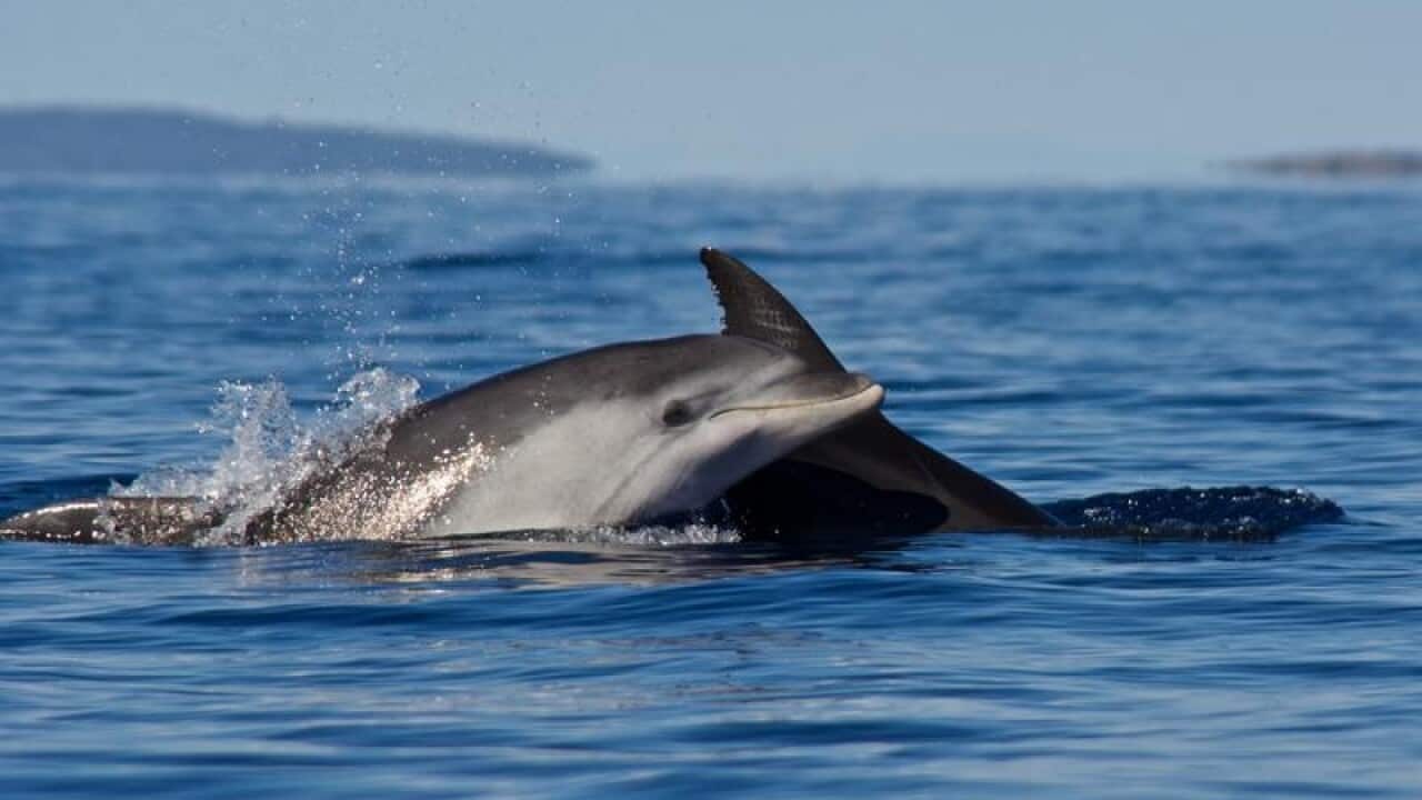 A dolphin is seen in the ocean