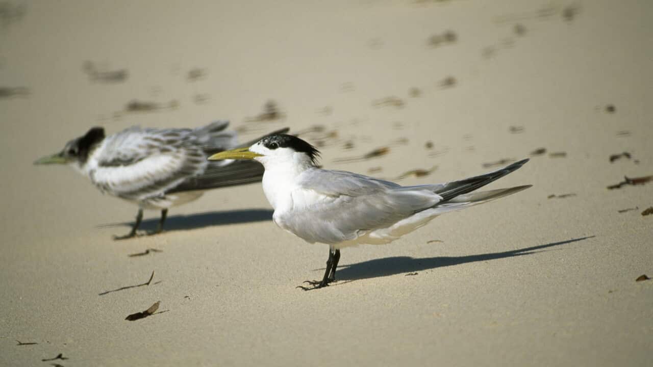 Two small birds with black, white and grey colouring stand on a beach.