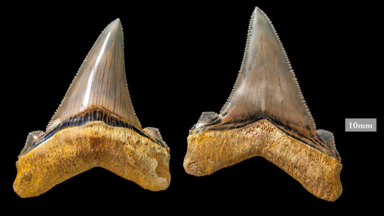 A rare set of teeth from a prehistoric Carcharocles angustidens shark that lived 25 million years ago