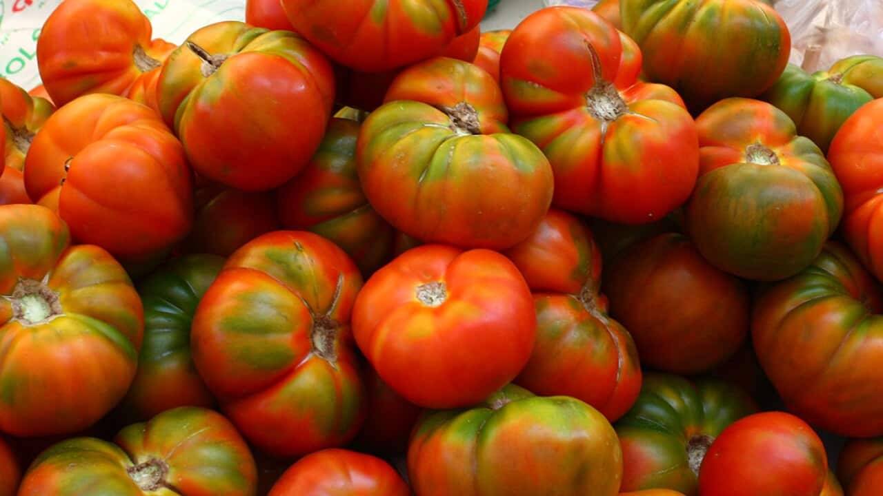 Tomatoes