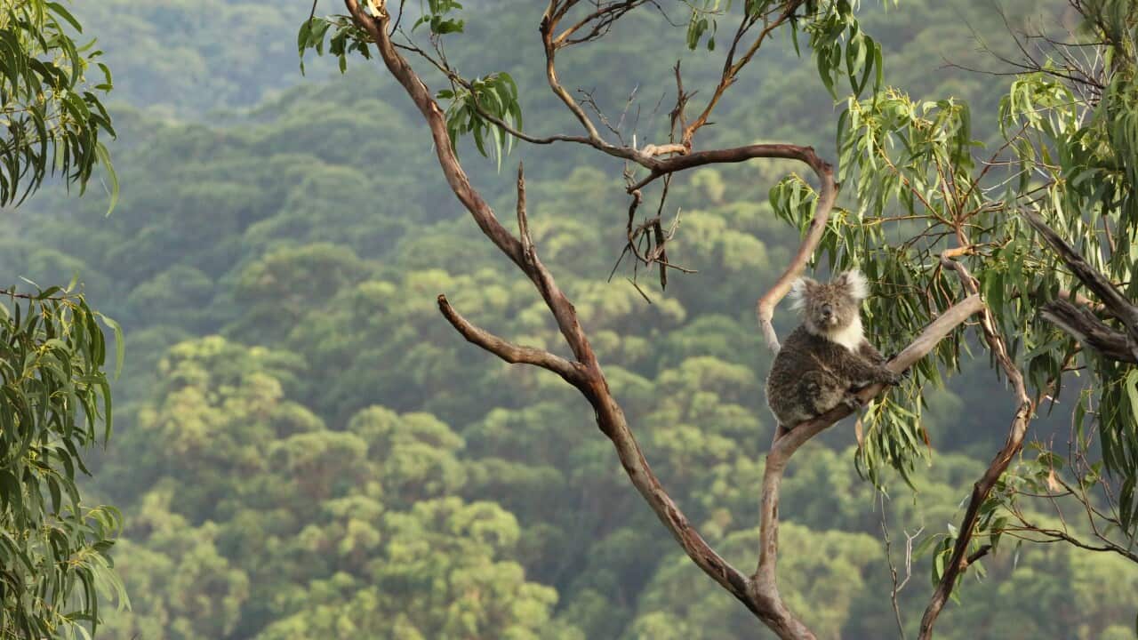 Koala up a tree with forest background.