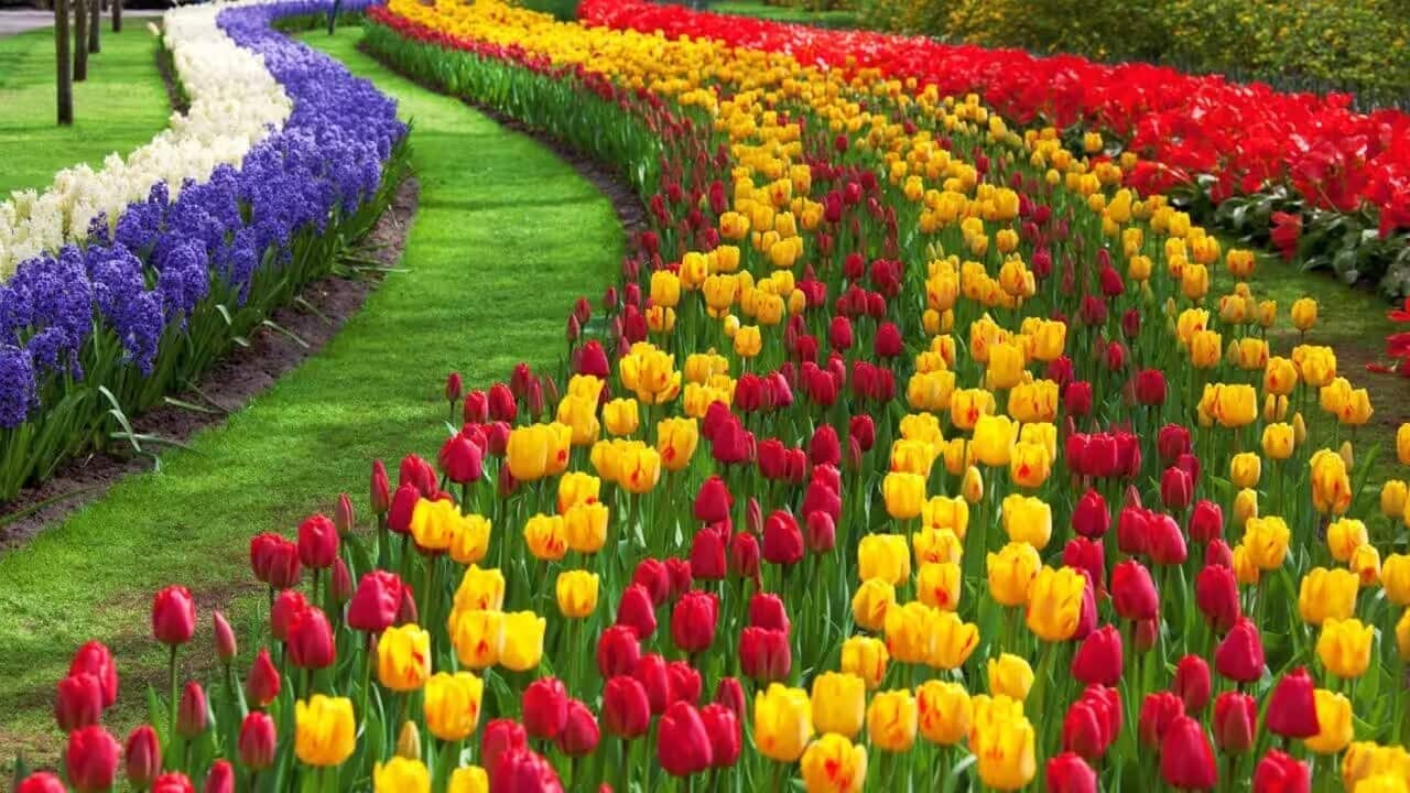 tulip festival.jpg