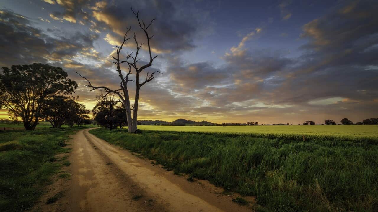 Cowra canola field at sunrise