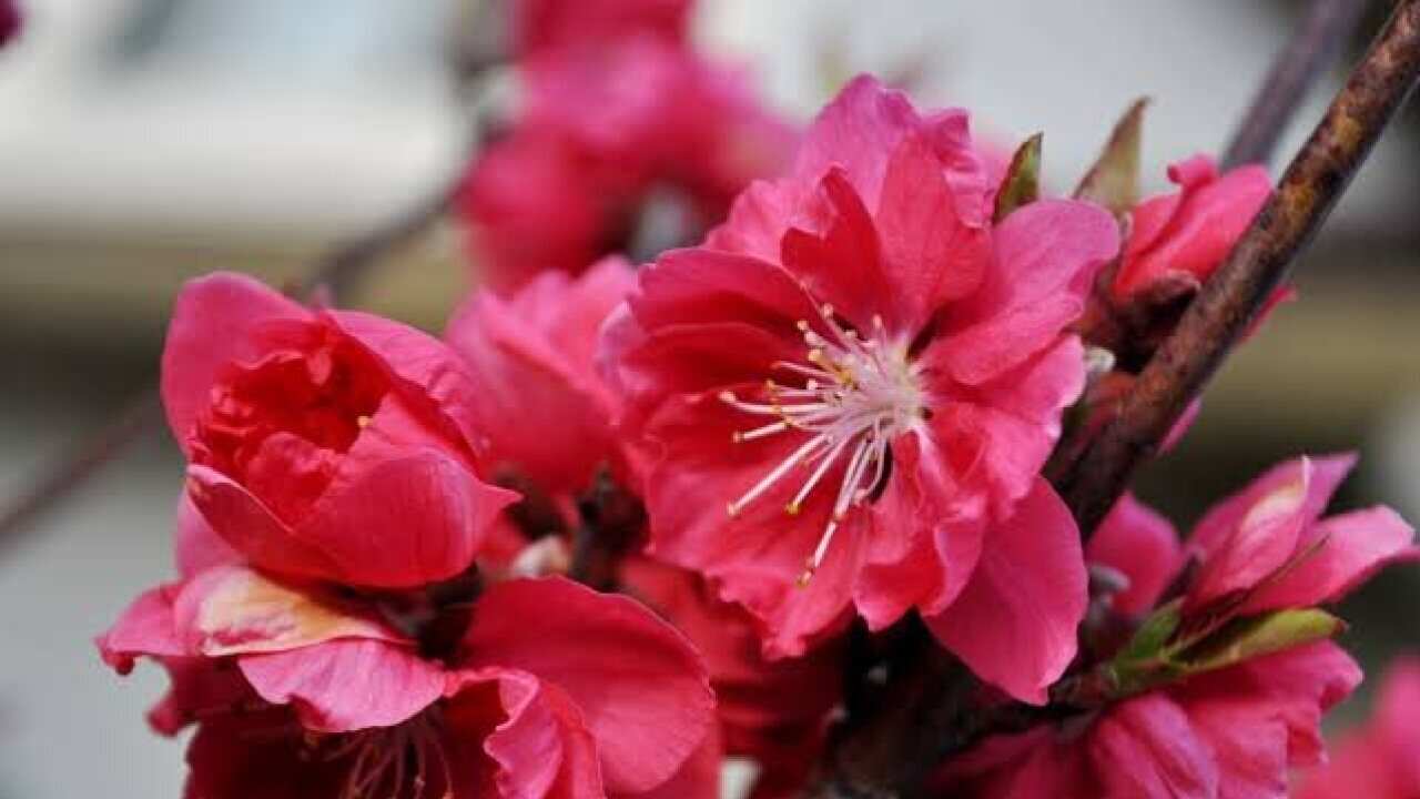 Hoa đào ngày Tết