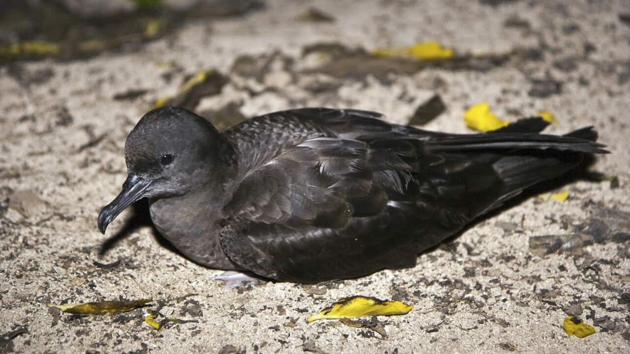 Short-tailed shearwater