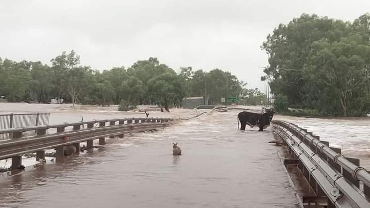 A rabbit and a cow on a flooded bridge