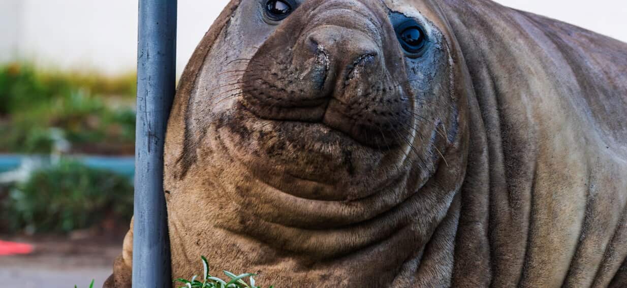 Neil the Seal's reign of terror is over. But he'll be back
