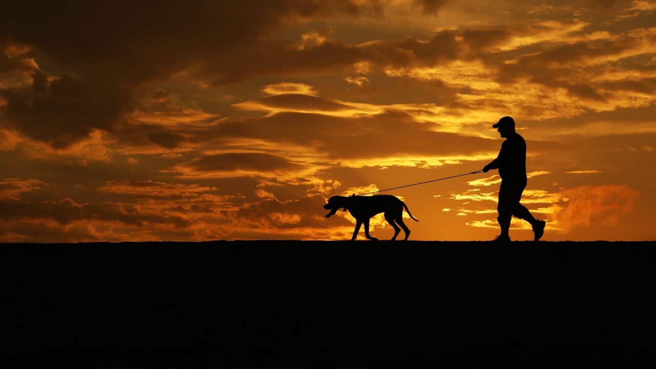 Silhouette of a man and dog