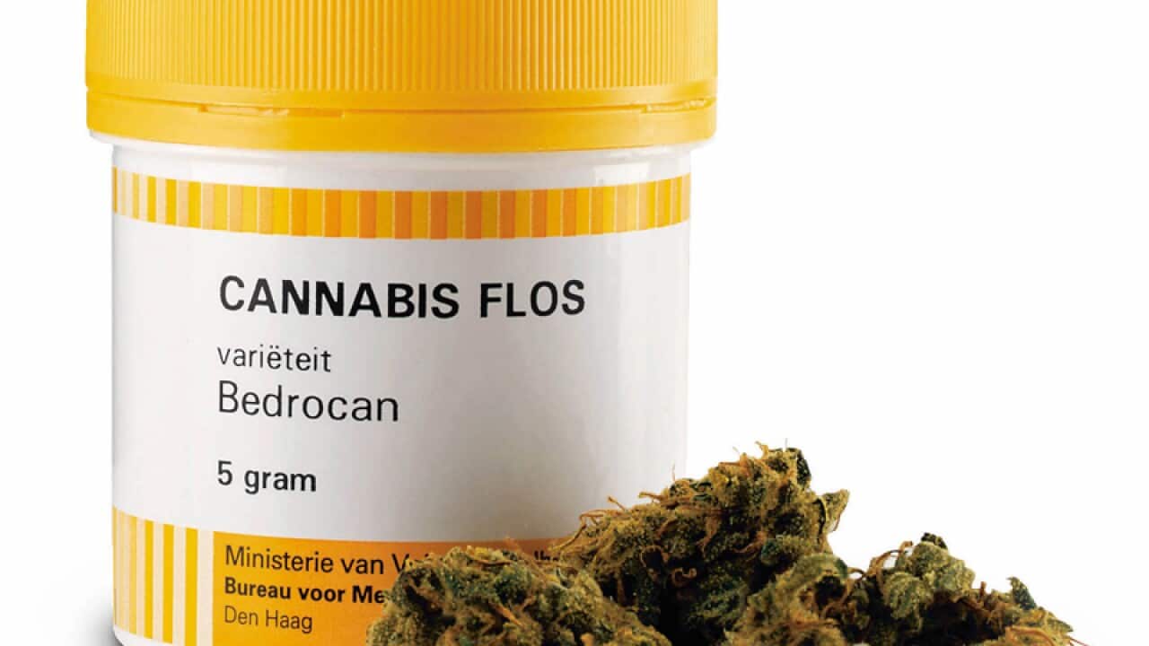 Medicinal marijuana on sale in the Netherlands (File: AP Photo/Ministry of Health/HO)