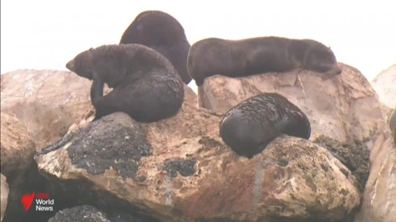SEAL.jpg