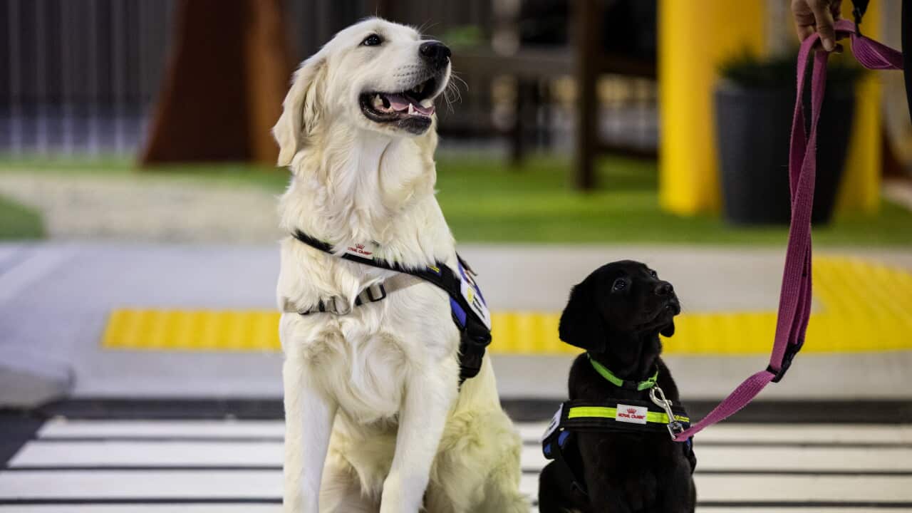 SEEING EYE DOG APPEAL LAUNCH