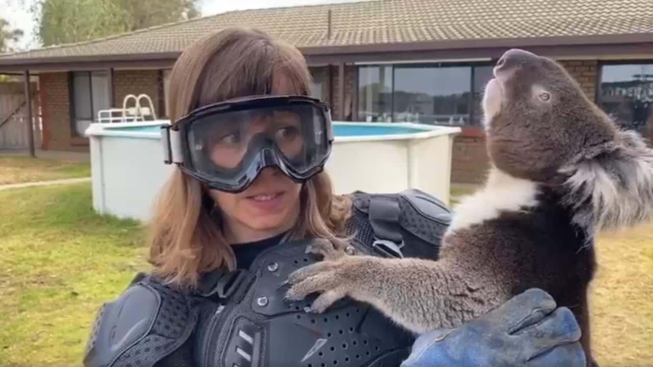 Scottish reporter Debi Edward holding a koala she has been told is a 'drop bear'