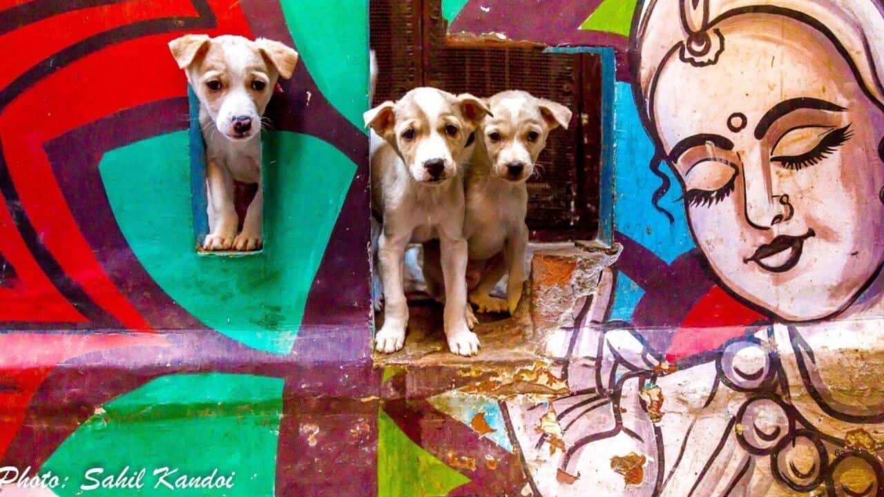 Image for read more article ''