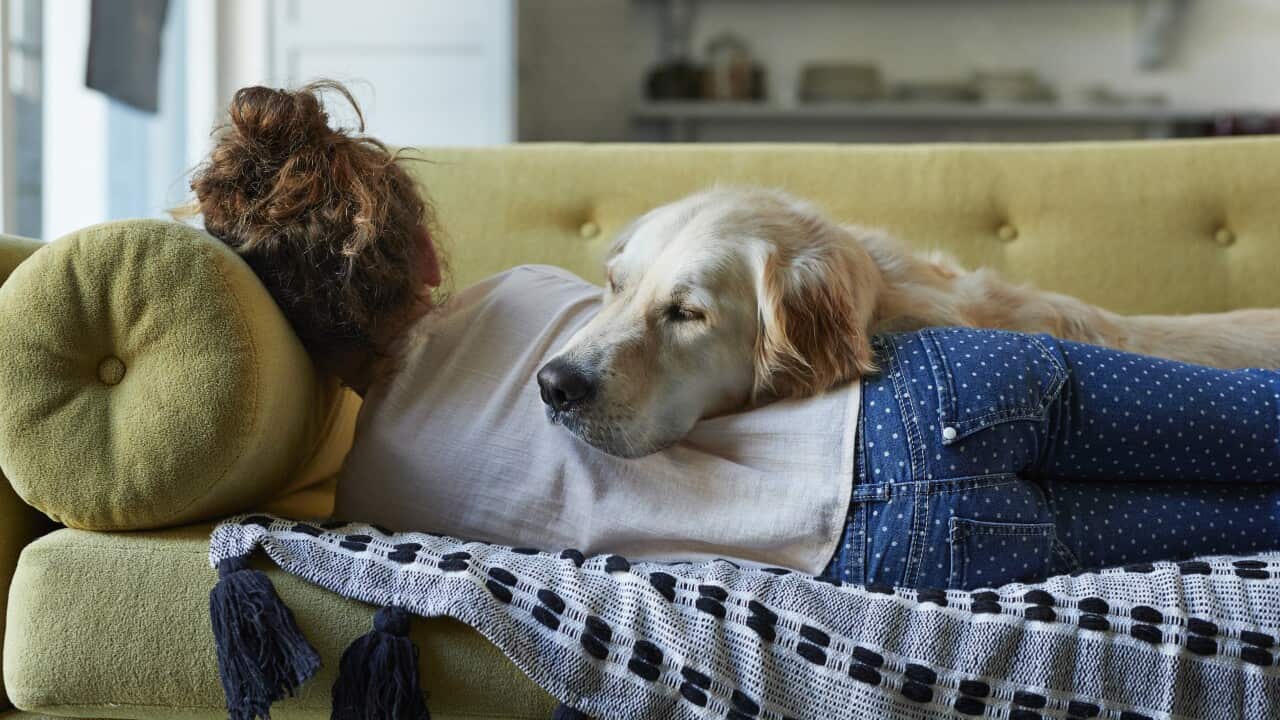 A young girl is sleeping on a yellow couch with her Golden Retriever dog.