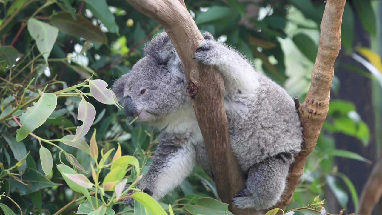 Birth Of 100th Koala Joey Sparks Hope For Survival Of Iconic Australian Species