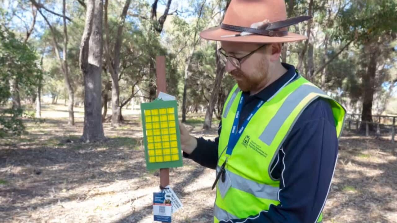 A staff member from the WA Department of Primary Industries takes measurements as part of quarantine efforts in Perth