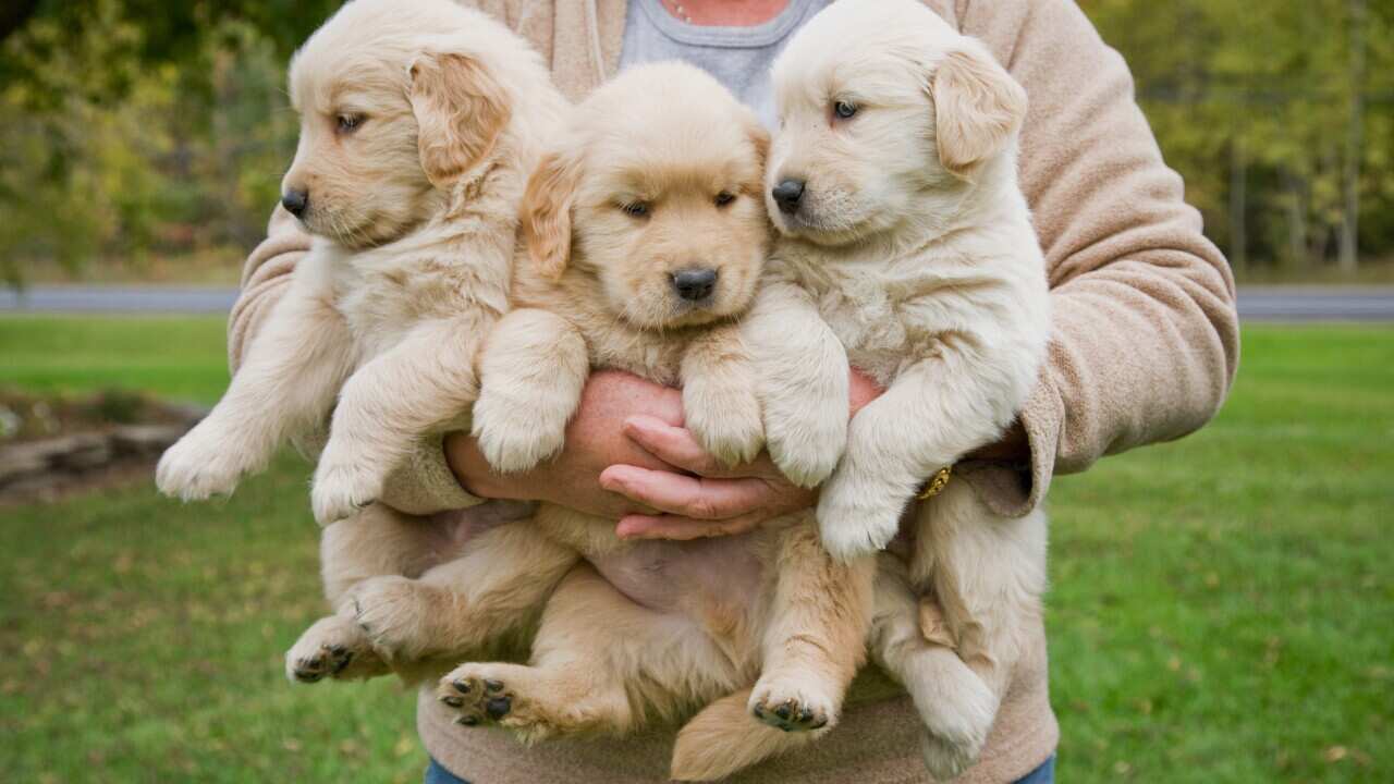 Golden retriever puppies