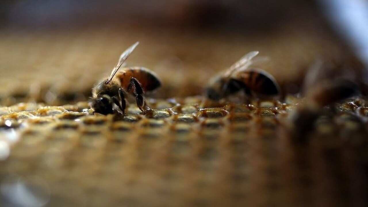 I-A CEPA provides an opportunity for Australian exporters of honey with a phased elimination of the 5 per cent tariff on honey to 2033.