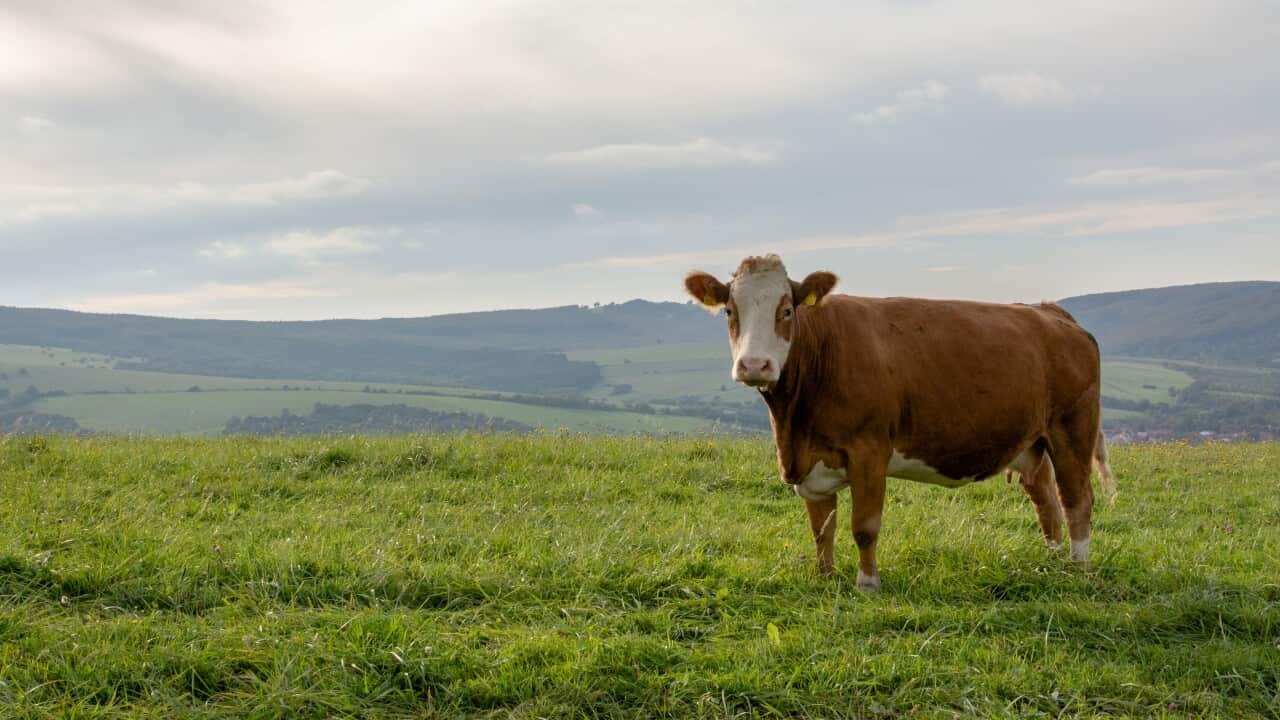 Image for read more article 'यो पनि पढ्नुहोस्'