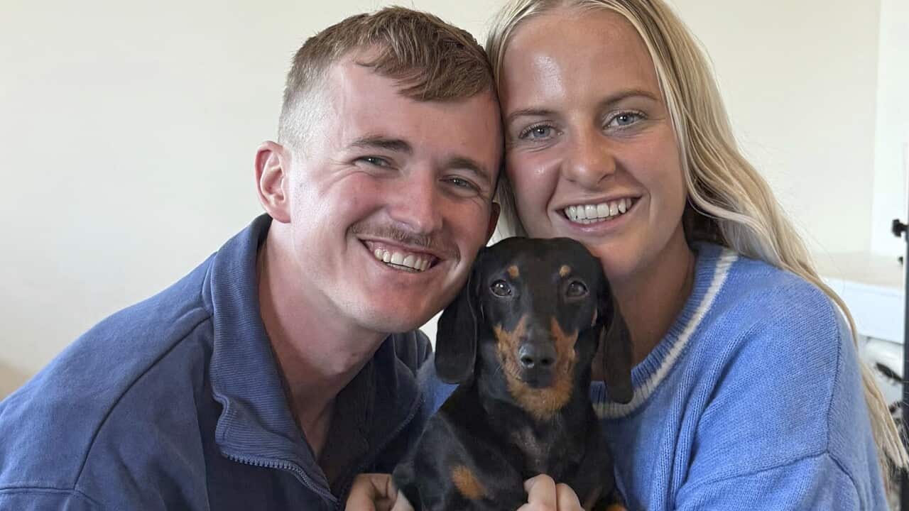 Australia Lost Dachshund