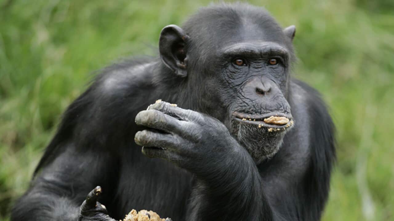 A Chimpanzee (AAP)