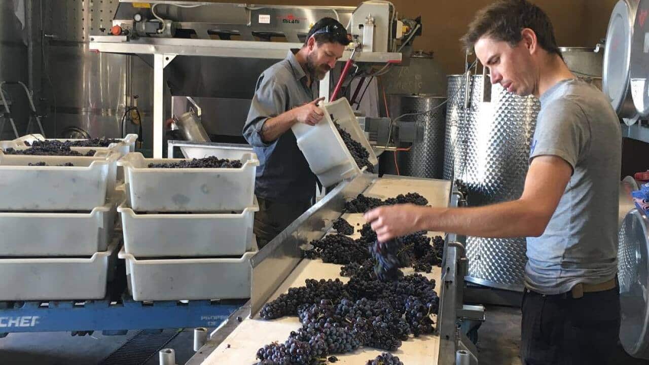 Castagna Vineyard, Beechworth. Victoria.