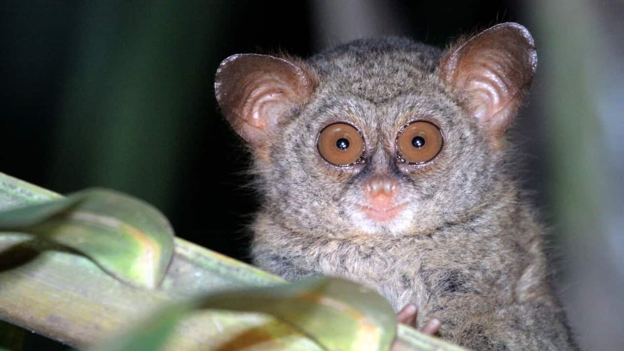 Sangihe tarsier (Tarsius sangirensis), foraging at night
in