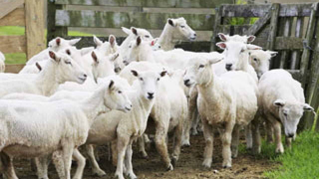 Sheep in New Zealand (File - Getty)
