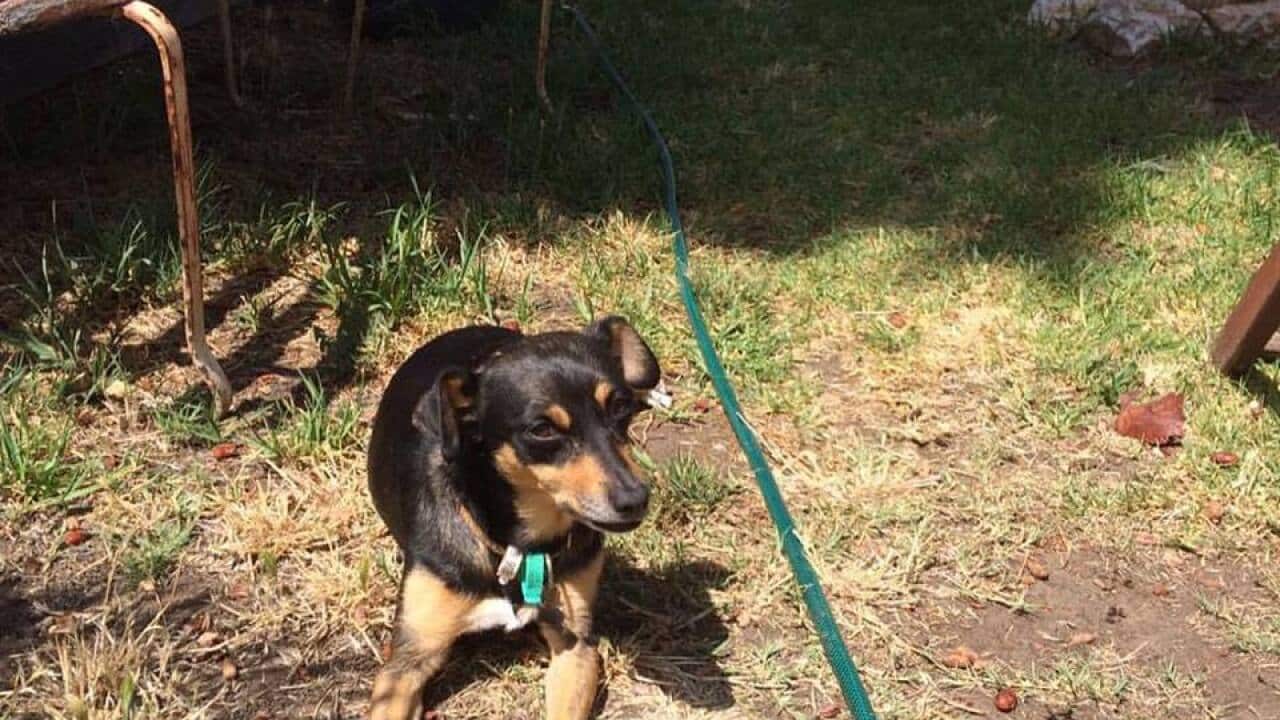 Would you give up your dog if it meant you fared better in a rental application?