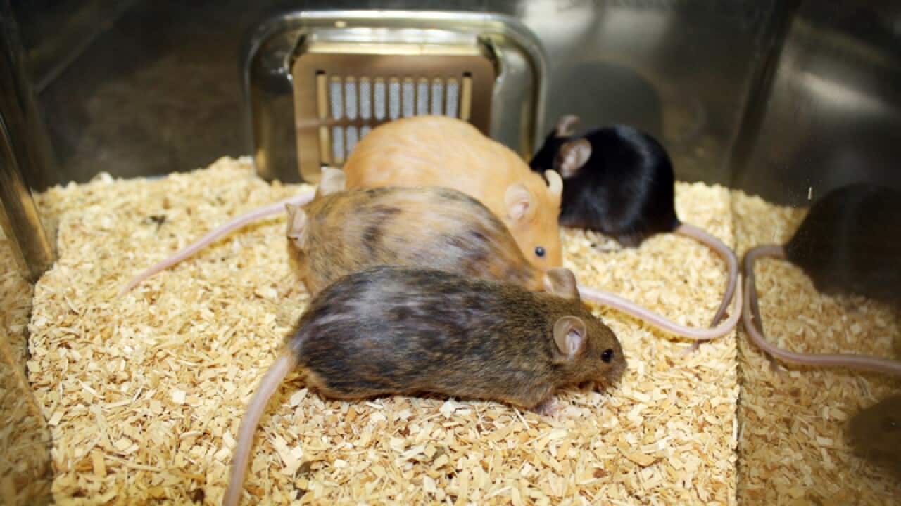 Mice involved in a study