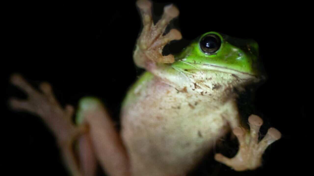 Australian tree frog