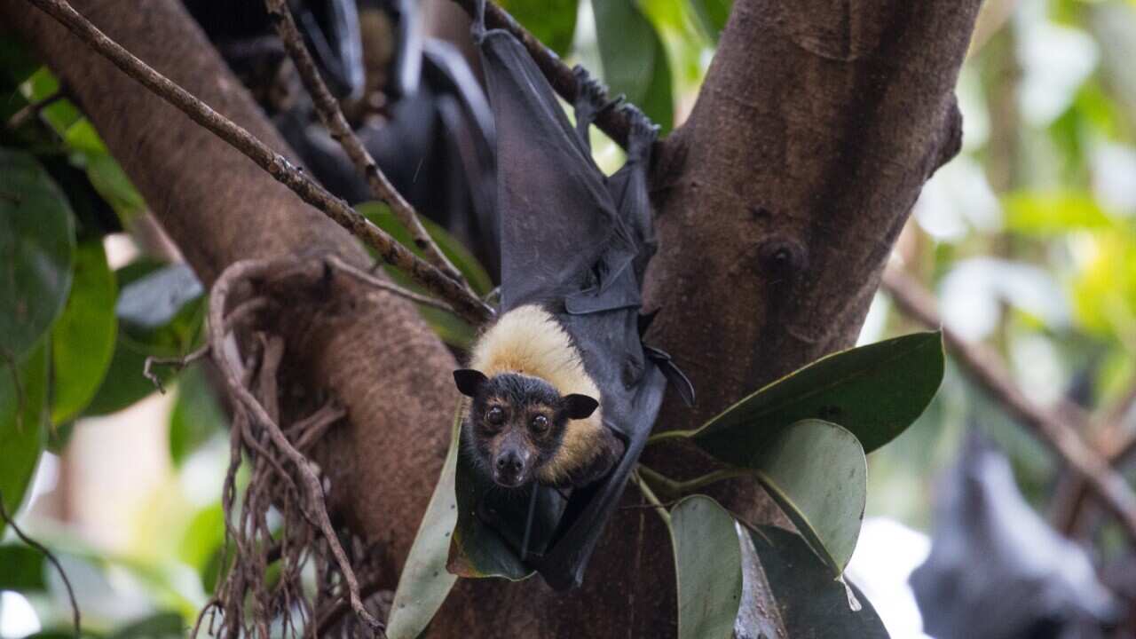 Alien plants could pose a risk to fruit bats