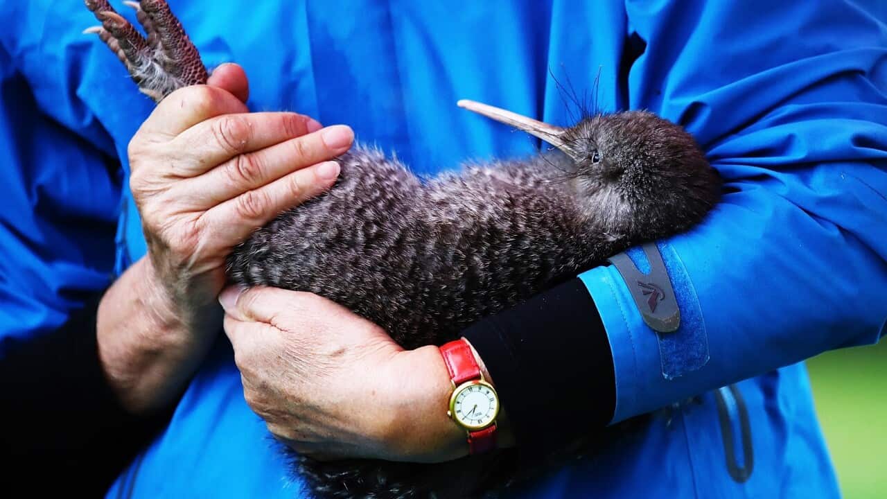 A little spotted kiwi (Getty)
