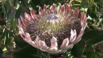 Digitisation and AI being used to chart the world's plant and fungi