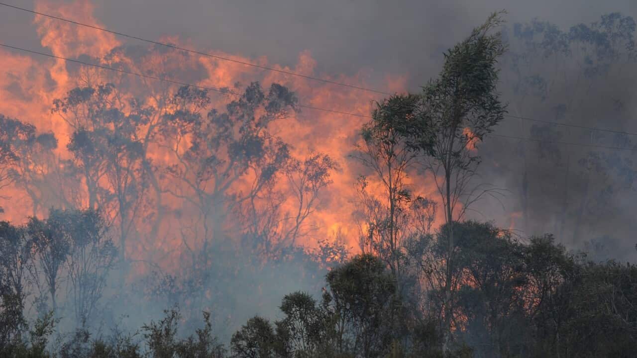 A bushfire jumps the Bells Line Road north of Lithgow, Thursday, Oct. 17, 2013. (AAP Image/Dean Lewins) NO ARCHIVING