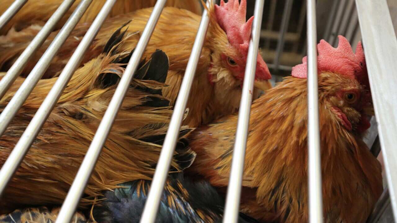 Live chickens for sale in a Chinese market