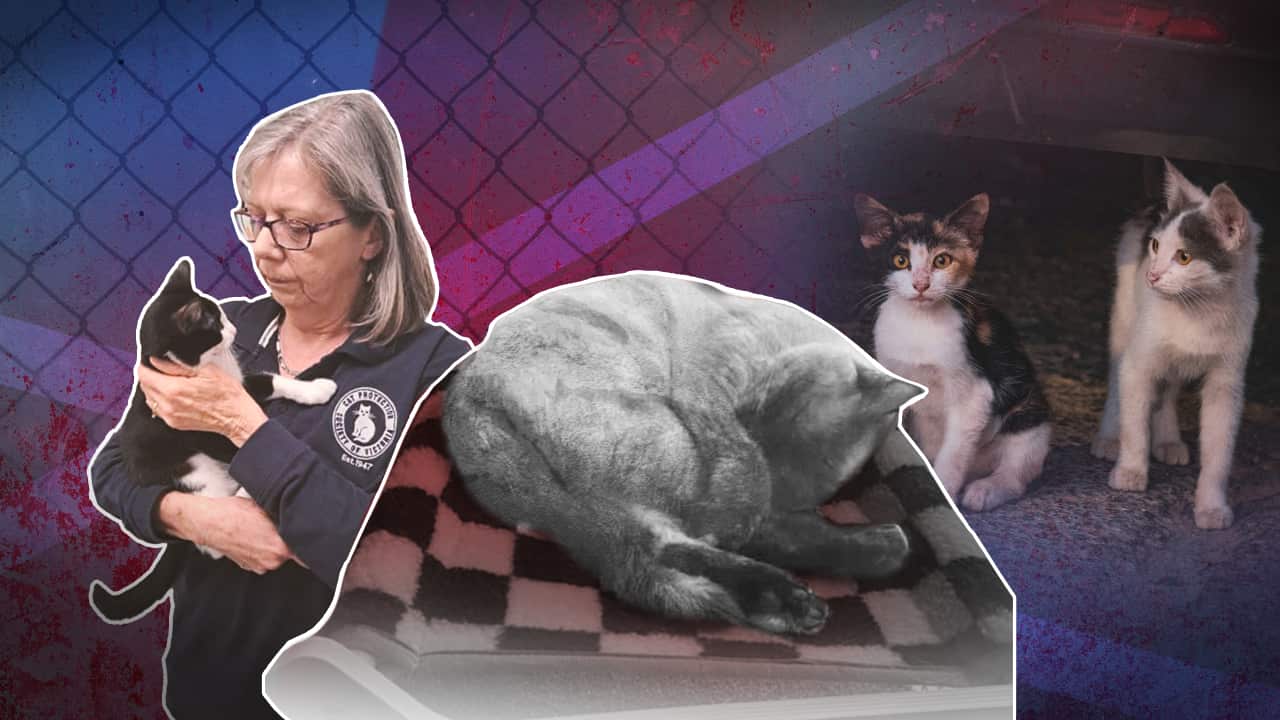 A composite image of a woman holding a cat on the left, a sleeping cat in the middle and two kittens under a vehicle on the right.