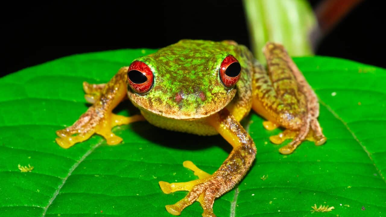 The mossy red-eyed frog is one of hundreds of species threatened by a virulent fungus that may be responsible for 90 extinctions in the past 50 years.