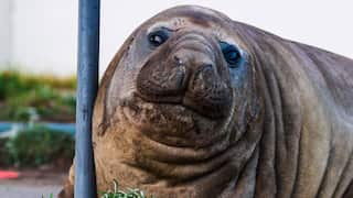 Close-up shot of Neil the Seal's head next to a blue pole.