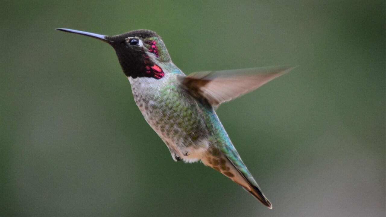 Birds