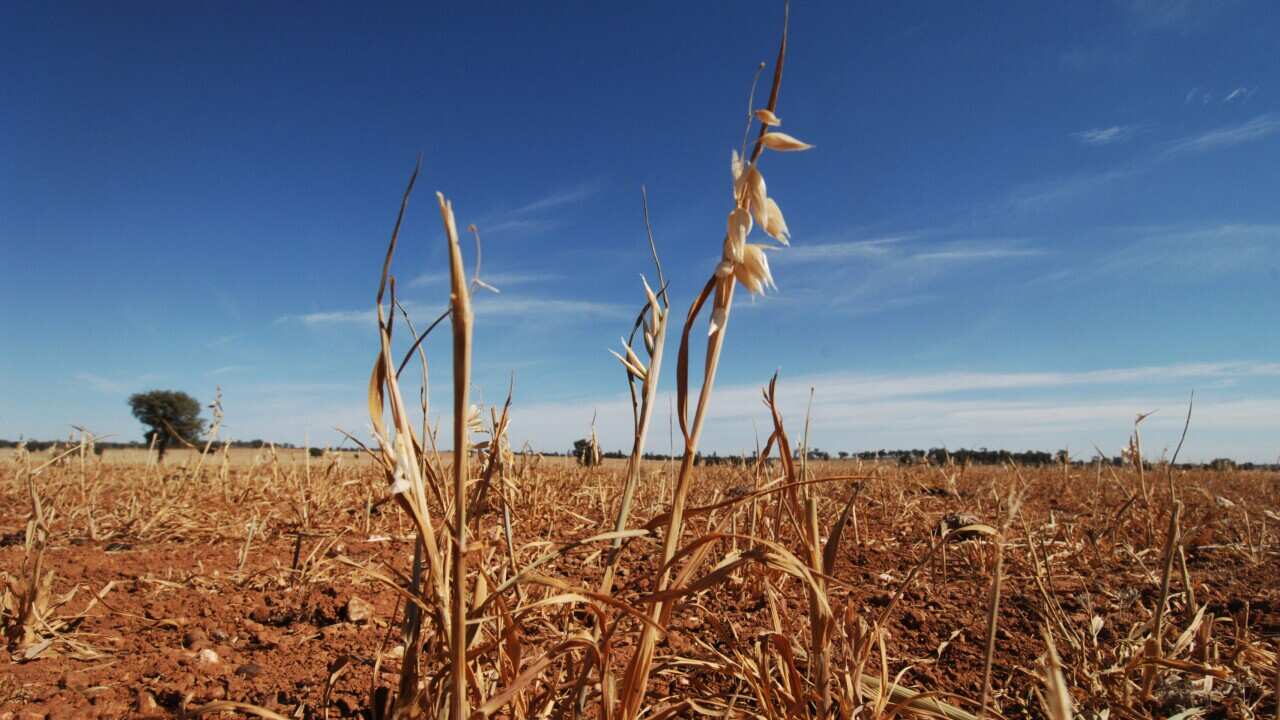 A failed grain crop in central New South Wales - AAP.jpg