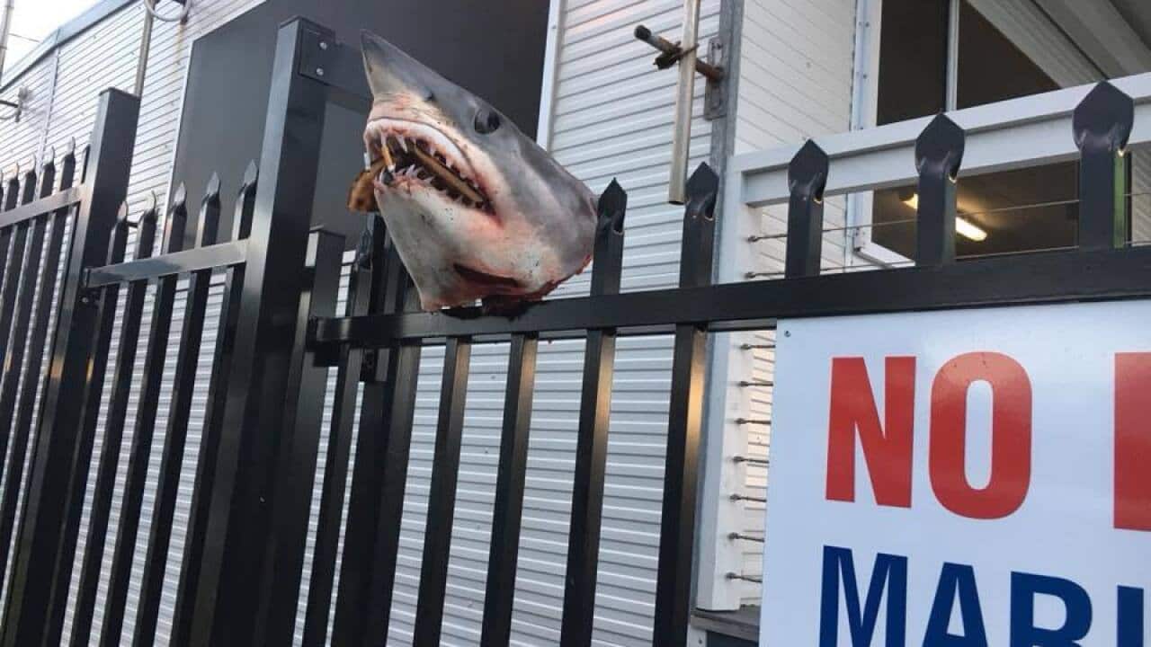 The impaled shark head.