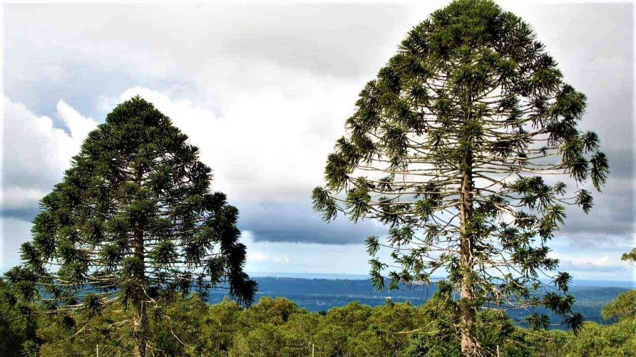 Bunya pine.