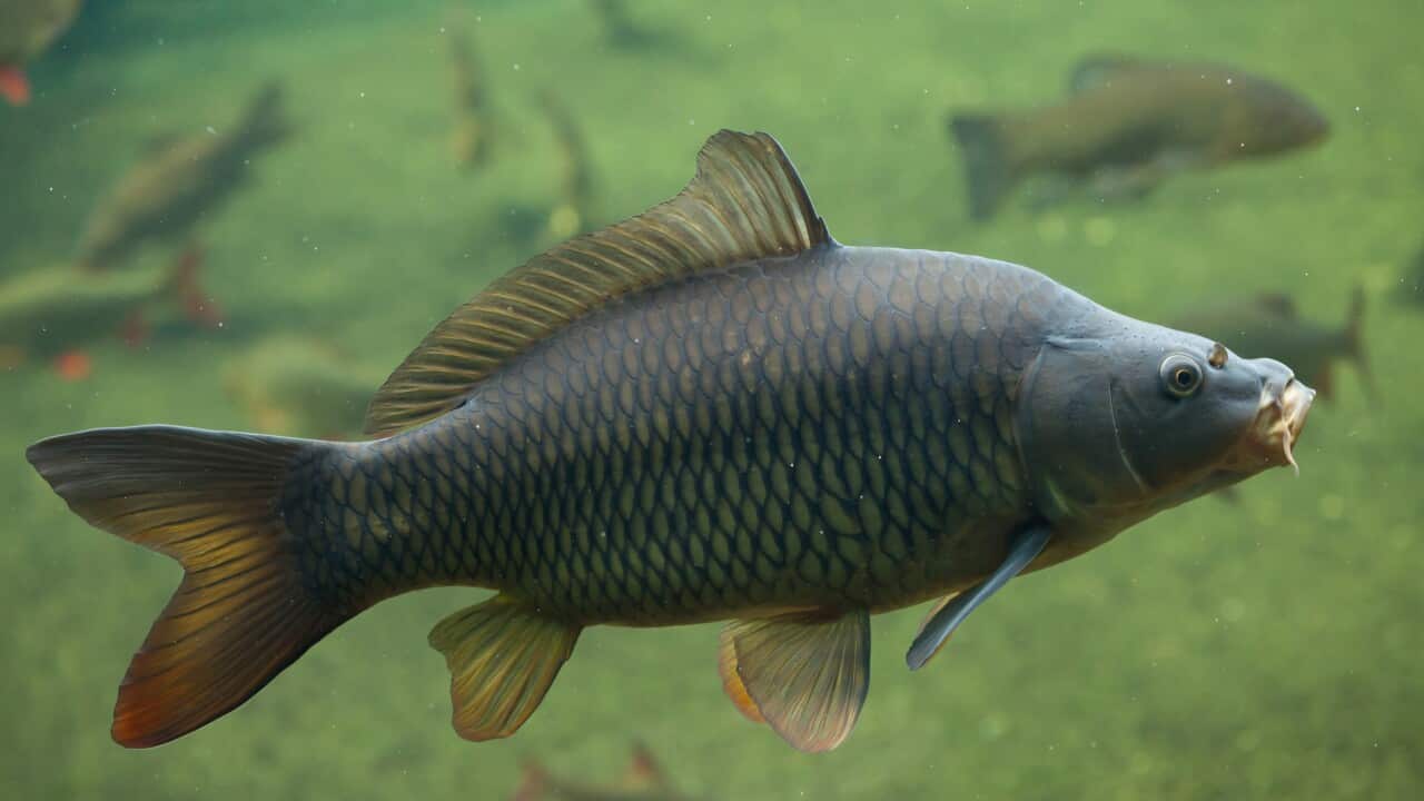 Wild common carp (Cyprinus carpio).