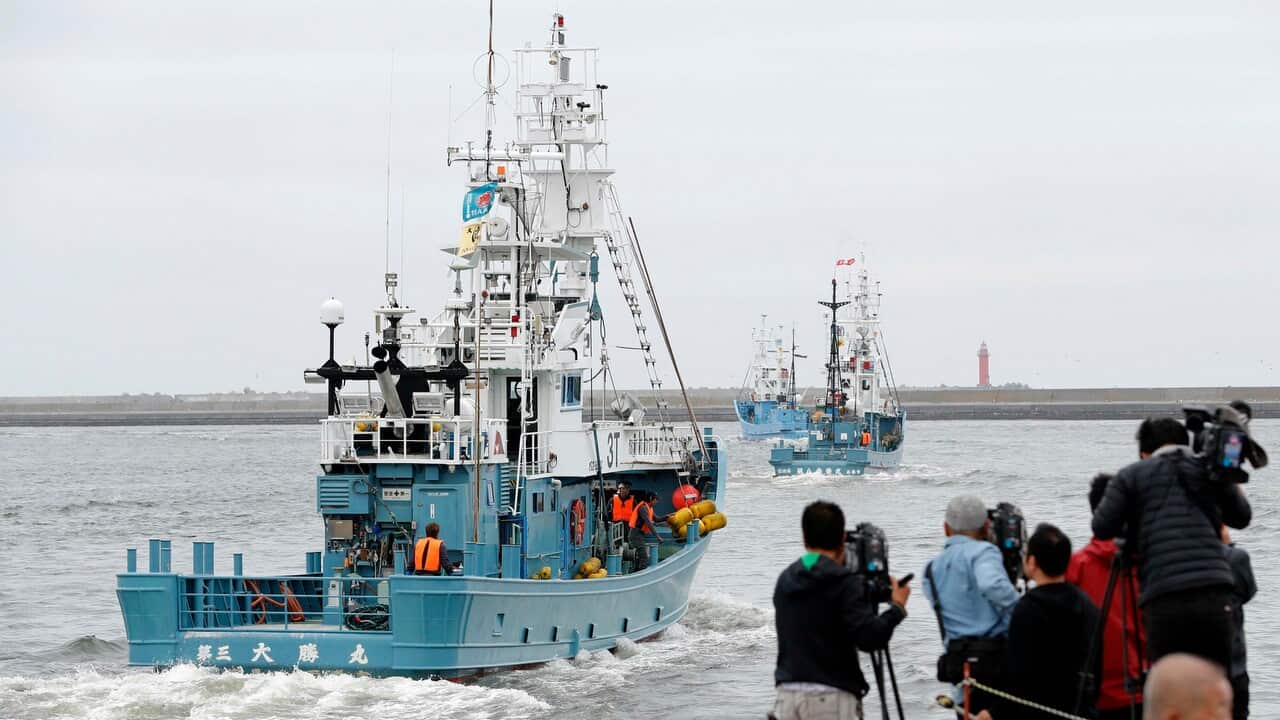 Whaling boat leave a port in Kushiro, Hokkaido, northern Japan on 1 July 2019.