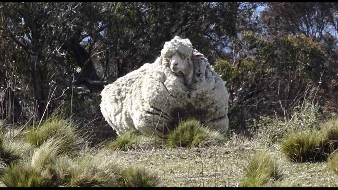 A supplied image obtained Thursday, Sep. 3, 2015 of Chris the sheep, who underwent a life-saving shearing at the RSPCA Canberra unit. (AAP Image/ Tammy Ven Dange) NO ARCHIVING, EDITORIAL USE ONLY