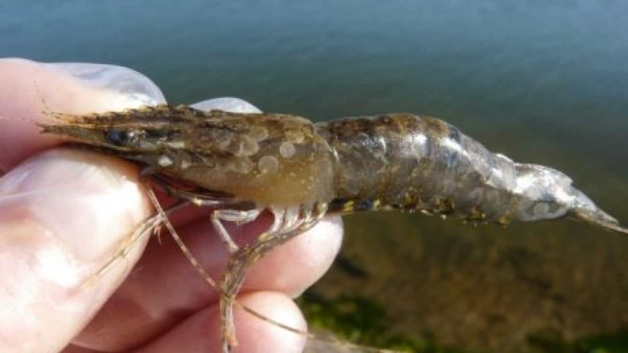White Spot disease prawn