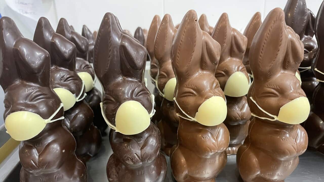 Some of Paul Adams' chocolate COVID Easter bunnies