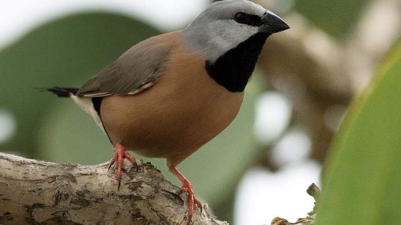 An endangered southern black-throated finch