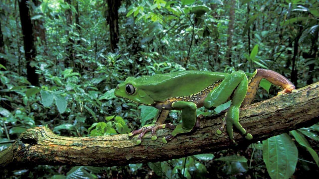 Amazonian Giant Monkey Frog